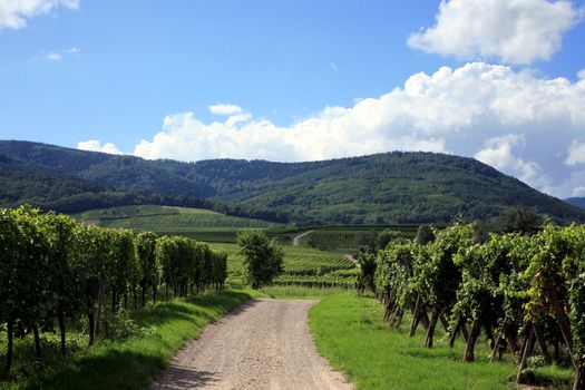 Route des vines in Alsace - France