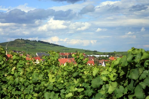 Route des vines in Alsace - France