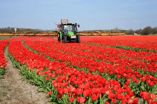 Tulips farm in Netherlands. Spring works on field. Tractor on field.