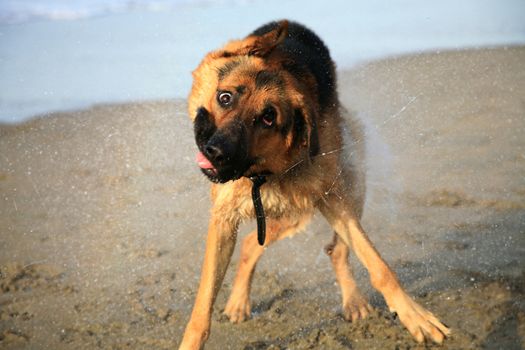 German Shepherd dog ( Alsatian ) shaking off water after bath in the sea. Summer on the beach.
