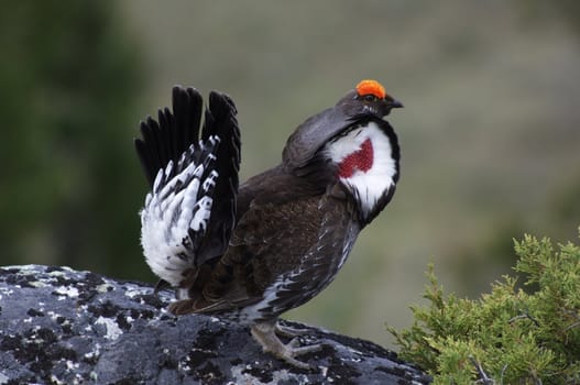 Male Blue Grouse displaying for hen while standing on rock