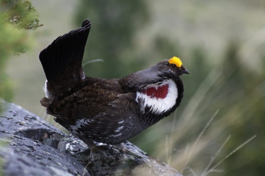 Male Blue Grouse displaying for hen while standing on rock