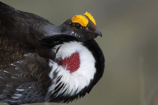 Male Blue Grouse displaying for hen while standing on rock