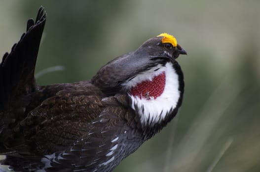 Male Blue Grouse displaying for hen while standing on rock