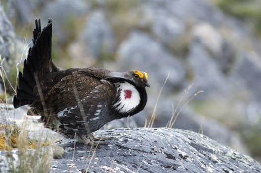 Male Blue Grouse displaying for hen while standing on rock