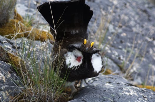 Male Blue Grouse displaying for hen while standing on rock