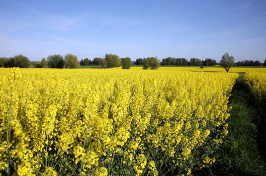 Field of yellow rape ( canola ) - biofuel