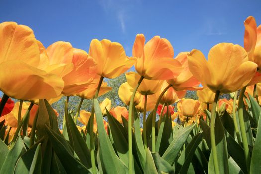 Yellow tulips and blue sky - Netherlands