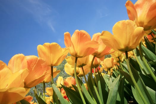 Yellow tulips and blue sky - Netherlands