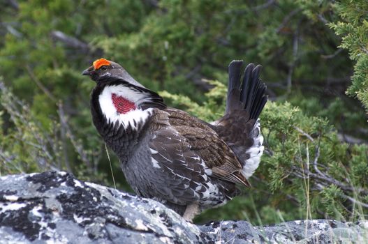 Male Blue Grouse displaying for hen while standing on rock