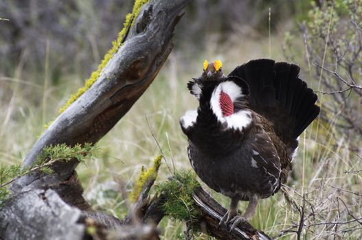 Male Blue Grouse displaying for hen while standing on tree branch