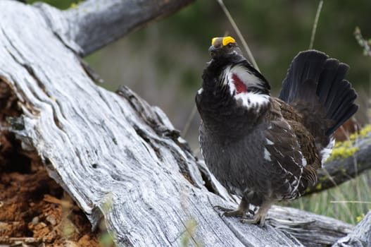 Male Blue Grouse displaying for hen while standing on tree branch