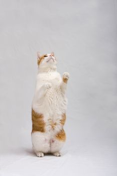White with orange cat standing and looking up, isolated on white