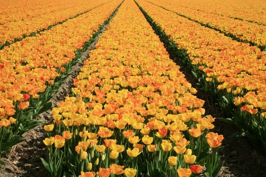 Fields of yellow tulips – Dutch country by spring, Netherlands
