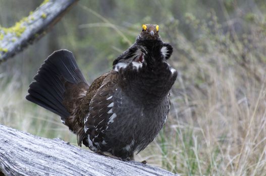 Male Blue Grouse displaying for hen while standing on tree branch