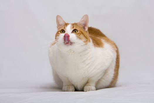 Fat white with orange cat licks nose and looks up, isolated on white