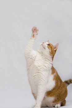 White with orange cat sits straight up while looking up and holding a paw up, isolated on white