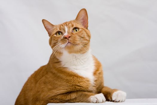 An orange cat looking up while leaning on a white table, isolated on white