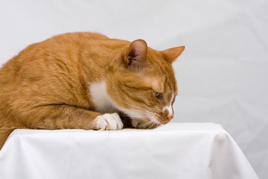 An orange cat curious to see what is on a white table, isolated on white