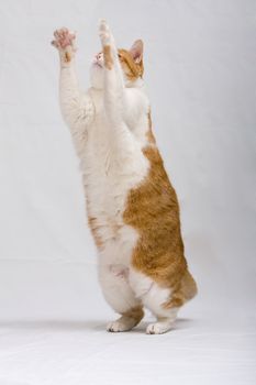 White with orange cat standing and trying to grab something, isolated on white