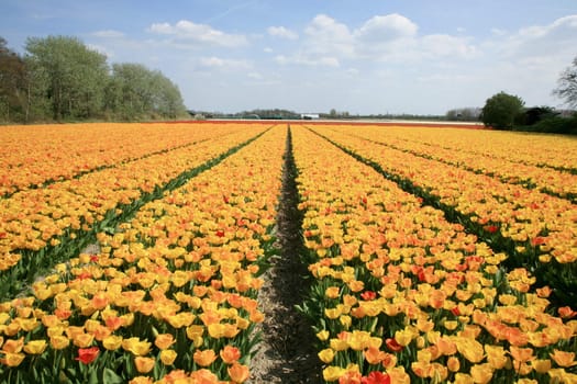 Fields of yellow tulips – Dutch country by spring, Netherlands