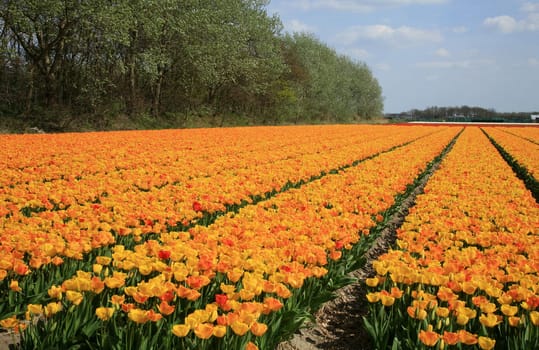 Fields of yellow tulips – Dutch country by spring, Netherlands