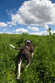 American bulldog in grass at the meadow and sky with clouds