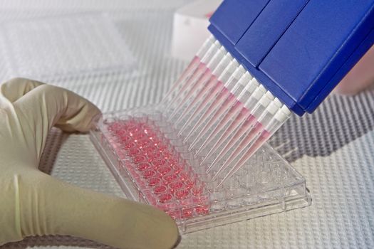 Scientist using blue multi-channel pipet for pipetting a 96 well plate with pink solution on white