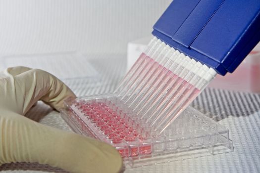 Scientist using blue multi-channel pipet for pipetting a 96 well plate with pink solution on white