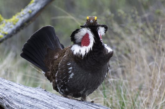 Male Blue Grouse displaying for hen while standing on tree branch