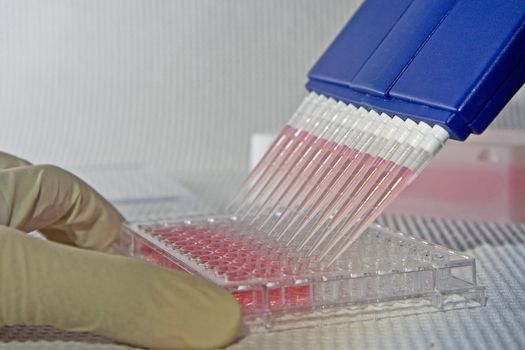 Scientist using blue multi-channel pipet for pipetting a 96 well plate with pink solution on white