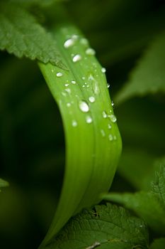 Morning dew flows down on green leaves