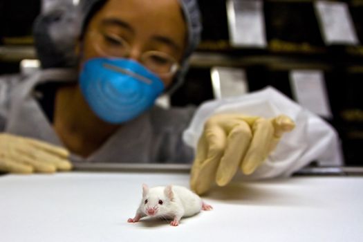 A female oriental scientist wearing latex gloves and a blue mask with a cute white balb/c laboratory mouse in her hands