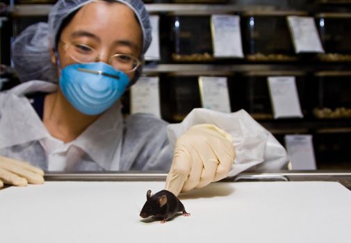 A female oriental scientist wearing latex gloves and a blue mask with a cute black C57BL/6 laboratory mouse in her hands