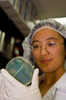 A female oriental scientist wearing latex gloves picking bacterial colonies from a blue white screening from a petri dish