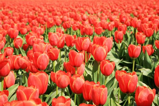 Field of red tulips – blur and sharpness composition – front view - Netherlands