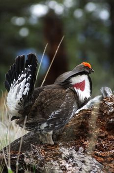 Male Blue Grouse displaying for hen while standing on tree branch