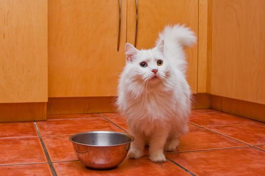 A white cat with medium long hair, like a Persian or Ragamuffin breed, elegantly waiting to be fed in the kitchen