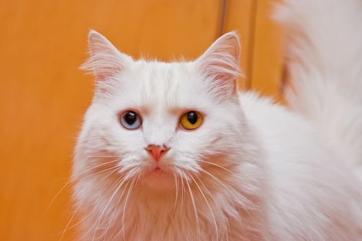 A portrait of a bi-colored eye (blue and yellow) medium long haired white cat, like a Persian or RaggaMuffin breed.