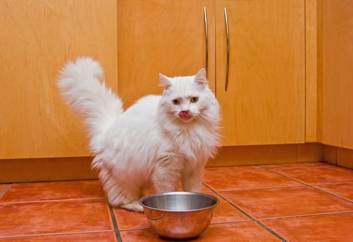 A white cat with medium long hair, like a Persian or Ragamuffin breed, licking her lips elegantly after she has finished her plate of food.