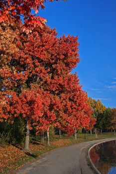 Beautiful tree with red leaves as a fall scenery with a path next to it under a deep blue sky