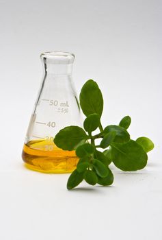 A yellow liquid in a flask with some leaves in the front on a white background