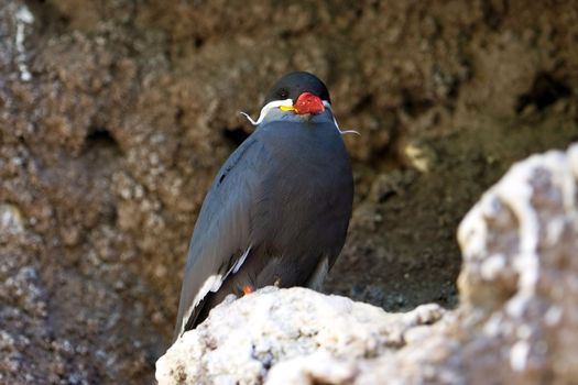 An Inca Tern sitting in his burrow in a cliff.
