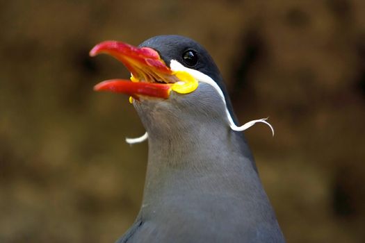 The beautiful face of an Inca Tern