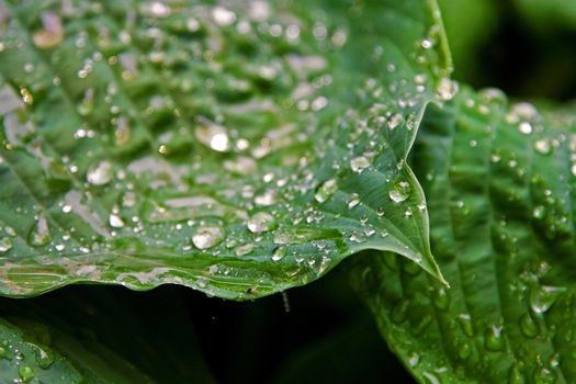 Big green leaves with drops of water after a rain storm