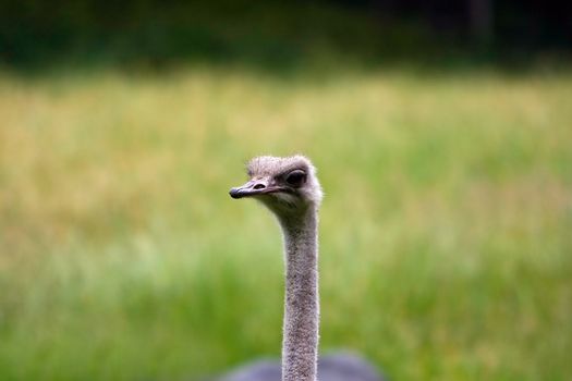 An Ostrich's long neck and face on a blurry grass field background.