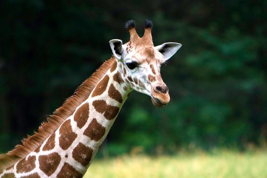 A Giraffe's long neck and head on a blurry green grass field background.