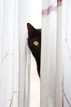 Black cat with bright green eyes peeks with one eye, around a white curtain