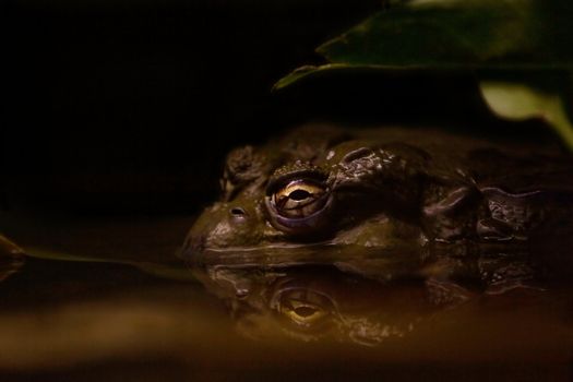 A toad in murky water sitting silently under a leaf at night