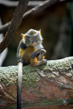 A baby Wolf's Monkey sitting all alone with an expression of loneliness.